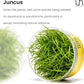 Ultum Nature Systems Juncus Repens Tissue Culture Live Plant for Aquarium, Aquascape, Freshwater Fish Tanks - 100% Snail Free in Vitro