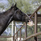 Horsemen's Pride Himalayan Salt Block on Rope for Horses, 4.4 Pounds, SS44