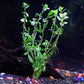 24 Plants Bundle / 6 Species Live Aquarium Plants Package - Microsorum, Amazon Sword, Anubias, Moneywort, Hornwort, etc. (100+ Gallon Aquariums)