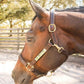 Leather Halter for Horses with Customized Engraved Name Plate Option Halter for Horse | Brown/Brass, Padded Halter (Blue or Green) Black/Brass, Black/Chrome Options