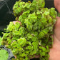 Huge Portion Salvinia Minima Water Spangles Live Floating Aquarium Plant Live Awesome Aquatic