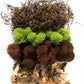 SuperMoss (23303) Moss Mix – Premium Decorative Moss for Crafts, Terrariums, Wedding & Table Décor, 80.75 Cubic inches (Approx. 2 oz), Oregon