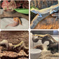 BNOSDM 3Pcs Reptile Climbing Branches Decor,Snake Climbing Branch,Gecko Climb Wood,Lizard Forest Branch,Tank Habitat Tree Trunk Decorations for Bearded Dragons,Chameleons,Spider,Frogs (L)