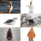 Toymany 12PCS Realistic Penguin Figurines, Plastic Polar Antarctic Animal Figures Set with Penguin Cub, Easter Eggs Cake Toppers Christmas Birthday Gift for Kids Toddlers