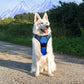 Eagloo Dog Harness for Large Dogs, No Pull Service Vest with Reflective Strips and Control Handle, Adjustable and Comfortable for Walking, No Choke Pet Harness with 2 Metal Rings, Blue, XL