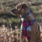 Embark Adventure Dog Harness, Reflective Trim No Pull Dog Harness for Large Dogs - Military Grade Nylon, Front Clip with Gel Lined Handle.