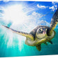 wall26 Canvas Print Wall Art Sunlight Tropical Ocean Underwater Turtle Nature Animals Photography Realism Rustic Scenic Landscape Wilderness Earth Colorful for Living Room, Bedroom, Office - 16"x24"