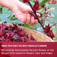 FRESHDRINKUS 115 Hibiscus Flowers Tea Bags, 100 Percent Natural, Pure from Hibiscus Flowers. Loose Flower Hibiscus Herbal Tea. Hibiscus Flower Tea. No Sugar, No Caffeine, No Gluten, Vegan.