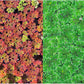 Azolla caroliniana 20 + Plants Live Floating Pond Plant Mosquito Fern Water Velvet Fairy Moss Aquarium Outdoor Ponds Fast Growth Outcompetes Algae Fish Food filiculoides