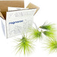 Air Plants - Tillandsia Andreana, Large 4-6" - 5ct - Live Arrival Gauranteed - House Plants for Home Decor & Gift