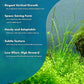 Live Plant - Tall Grass, Vallisneria Nana - Easy Care, Low to Moderage Light, Bright Green Accent, Freshwater Aquatic Plant for Aquascaping - Lead Bunch