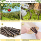 600g Organic Apple Sticks Small Animals Molar Wood Treats Toys for Chinchillas Guinea Pig Rabbits Hamster Gerbil Parrot Bunny Chew Stick Toys, 21.2 OZ