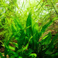 Java Fern Live Aquarium Plants - Freshwater Plant for Fish Tanks - Beginner Friendly, Low Light (Java Fern, Bare Root (1 Piece))