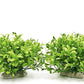 BEGONDIS Aquarium Decorations Fish Tank Artificial Green Water Plants Made of Soft Plastic, Safe for All Fish & Pets (Style-3)