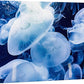 wall26 Canvas Print Wall Art Translucent X-Ray Tropical Ocean Jellyfish Nature Animals Photography Realism Rustic Scenic Landscape Wilderness Earth for Living Room, Bedroom, Office - 32"x48"