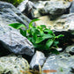 Ultum Nature Systems Live Tissue Culture - Anubias Nana Golden (Anubias barteri 'Nana') - Easy - Low to Medium Light - Light Green Accent - Foreground to Midground - 100% Snail Free Grown in-Vitro