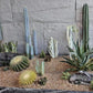 10lbs Aquarium Gravel, 1/8"(2-4mm) Natural River Rocks Succulent Cactus Pea Gravel for Plants, Fish Tank, Decorative Pebbles for Gardening, Flower Pots, Vase Fillers, Landscaping