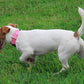 Mikivery Nylon Dog Collar with Quick Release Buckle Soft Adjustable Sturdy for Small Medium Large Dogs Pink,L