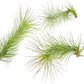 Air Plants - Tillandsia Funckiana, Large 5" - 3ct - Live Arrival Guaranteed - House Plants for Home Decor & Gift