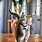 Smile Daily Dental Health Soft Chews for Cats, Support Healthy Teeth and Fresh Tongue with Catnip and Green Tea, Prebiotics, and Chlorophyll for Fresh Breath