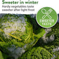 HOME GROWN 12 Winter Vegetable Seeds 𝗡𝗢𝗡-𝗚𝗠𝗢 Heirloom,Fall & Winter Vegetable Seeds for Planting Home Garden: Bean, Beet, Broccoli, Cabbage, Carrot, Cauliflower, Kale,Parsnip,Squash,Chard & More