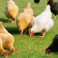 Mealworms Chicken Treats 3 Lbs with Handle Packing, High-Protein Promote Egg Production, Natural Chicken Feed for Laying Hens Wild Birds Ducks