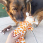 Jalousie 5 Pack Stuffingless Dog Squeaky Toys Dog Toy w/Durable Liner No Stuffing Dog Toy - Dog Toys Crinkle Paper Squeaker Toy for Medium Large Dogs (5 Pack - w/Bottle Insert Pouch)