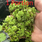 Huge Portion Salvinia Minima Water Spangles Live Floating Aquarium Plant Live Awesome Aquatic