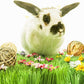 9 Pcs Small Animals Play Balls Rolling Activity Chew Toys Gnawing Treats for Rabbits Guinea Pigs Chinchilla Bunny Natural Balls, Pet Cage Entertainment Accessories (9 Pcs)