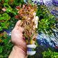 Live Aquarium Red Stem Plants - Freshwater Aquatic Plant for Fish Tanks, Aquascaping - (Ludwigia Natans Super, 1 Bunch)