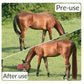 Horse Tail Extension with Braided Horsehair Loop, Blunt Cut Bottom, 3/8 lb, 28-30 inches (drak Chestnut)