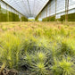 Air Plants - Tillandsia Funckiana, Large 5" - 1ct - Live Arrival Guaranteed - House Plants for Home Decor & Gift
