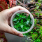 Ultum Nature Systems Staurogyne Repens Tissue Culture Live Plant for Aquarium, Aquascape, Freshwater Fish Tanks - 100% Snail Free in Vitro