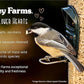 Valley Farms Whole Sunflower Hearts for Birds, Girasol Kernels Wild Bird Food, No Mess Wild Bird Seed for Outside Feeders (4 LBS)