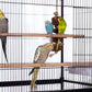 Prevue Pet Products Wrought Iron Flight Cage with Stand F040 Black Bird Cage, 31-Inch by 20-1/2-Inch by 53-Inch