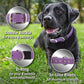 Biothane Custom Dog Collar – Waterproof, Stink-Proof Personalized Collar with Name & Phone Number – Durable, Many Sizes and Colors – Assembled in USA – Assembled in USA (Teal)