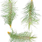 Air Plants - Colombian Tillandsia Funckiana, Large 5" - 3ct - Live Arrival Guaranteed - House Plants for Home Decor & Gift