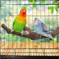 6Pcs Natural Wooden Bird Perch Grape Stick Claw Grinding Fork Bird Perching Branch Claw Grinding Stick Parrot Standing Platform Parrot Cage Chewing Accessories for Parrots Lovebirds Parakeets