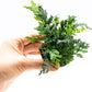 Java Fern Live Aquarium Plants – Windelov, Narrow Leaf & More– Easy Aquascaping Plants for Freshwater Tanks, Low Light, No CO₂ (Bolbitis Difformis 'Mini' on Nutripad)