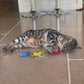 YEOWWW Catnip Cat Toy for Indoor and Outdoor Cats -Premium Quality Strong Catnip Toys for Cats (1x Crinkle Catnip Toy Sun 1 x Moon 1x Star)