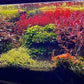 Ultum Nature Systems Downoi Pogostemon Helferi Tissue Culture Live Plant for Aquarium, Aquascape, Freshwater Fish Tanks - 100% Snail Free in Vitro