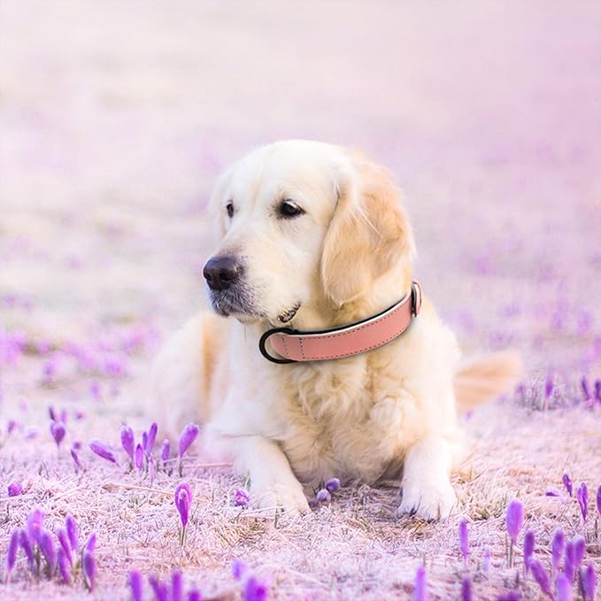 Didog Soft Padded PU Leather Dog Collar, Breathable and Adjustable Pink Dog Collars for Small Dogs, Comfortable for Daily Walk, Pink, M Fit Neck 12-15"(13-22 lbs)