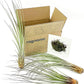Air Plants - Tillandsia Juncea, Jumbo 8-12" - 3ct - Live Arrival Guaranteed - House Plants for Home Decor & Gift