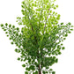 JIHAQUA Lifelike Reptile Tank Plant Decor - Realistic Artificial Plastic Plant for Terrariums and Pet Enclosures (Style A)