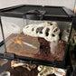 Mini Reptile Glass Terrarium Tank, cage for Tarantula Sling Geckos, Frog, Lizards, Chameleons,Turtles Snake Snail Insect Hermit Crab Isopods Reptiles Enclosure (7.9x7.9x5.7inch)