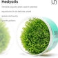 Ultum Nature Systems Hedyotis Salzmannii Tissue Culture Live Plant for Aquarium, Freshwater Fish Tank, Aquascaping - 100% Snail Free in Vitro