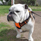 rabbitgoo Dog Harness No Pull with 2 Leash Clips, Adjustable Soft Padded, Reflective Oxford No Choke Pet Vest with Easy Control Handle for Small Dogs,Orange,S