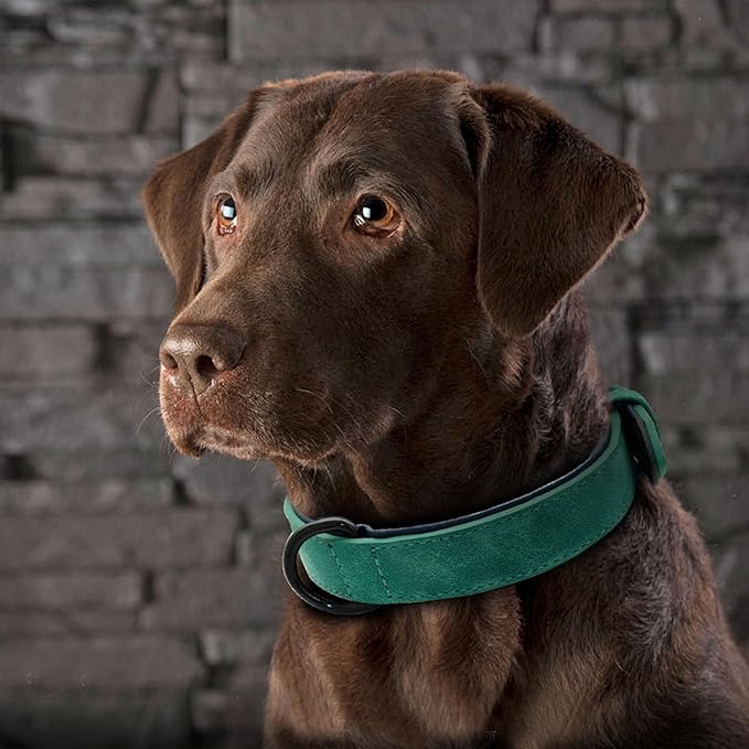 Didog Soft Padded Leather Dog Collar, Breathable Heavy Duty Dog Collar Leather with Adjustable Rust-Proof Metal Buckle for Small Medium Large Dogs, Green, M: Total length 16'', Fit 11-13''Neck