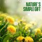 Dandelion Root Tea - Raw Organic Herbal Tea, Caffeine Free, 60 bags