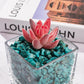 0.5 Lb/230g Blue Howlite Turquoise Crushed Stone Crystal Chips Bulk, Aquarium Gravel Rocks Polished Tumbled Stones Marble for Vases Filler, Garden and Fish Tank Decoration - 7-9mm
